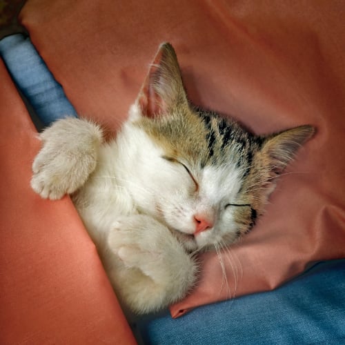 kitten sleeping peacefully with covers pulled up in a bed