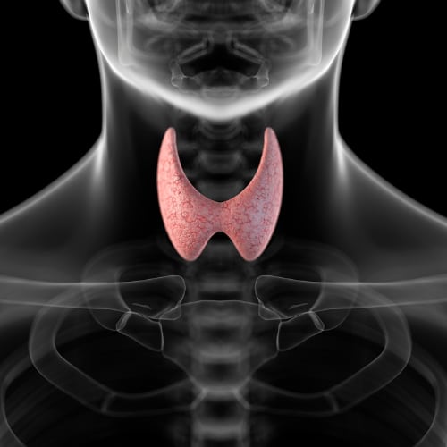 illustration of thyroid gland