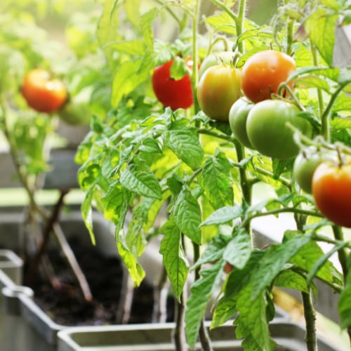 Tomato Plants in Planters for a home garden