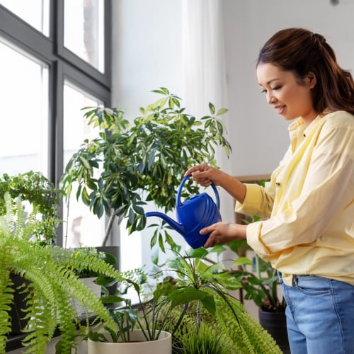 asian woman watering her houseplants