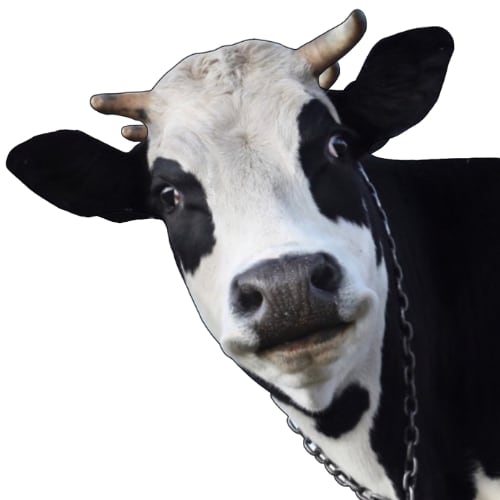 black and white cow used to illustrate colostrum source