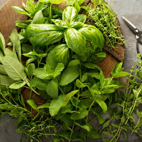 Fresh culinary herbs and herbal supplement capsules displayed together on a kitchen table.