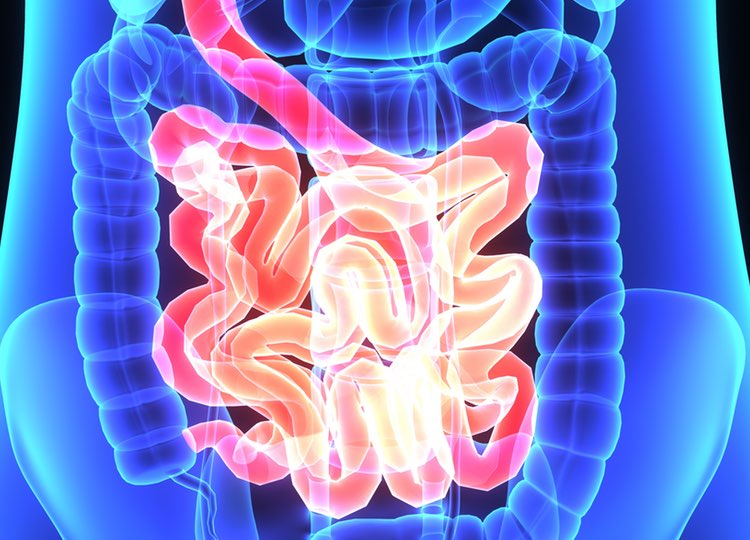 illustration of the digestive tract where supplement degradation begins