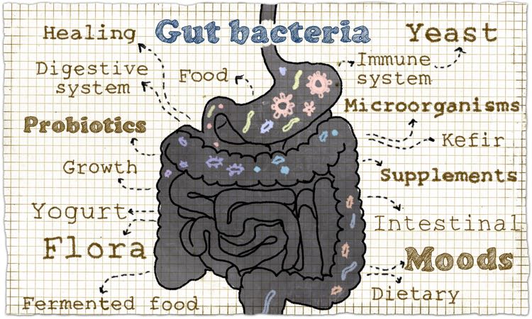 your gut health depends upon a healthy balance of bacteria in your gut microbiome