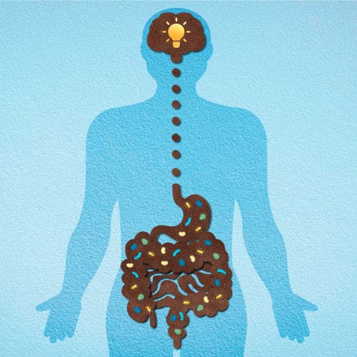 depiction of gut health feature the gut connecting to the brain