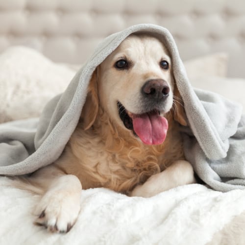 a verry happy golden retriever laying on the bed unerneath a blanket looking very content