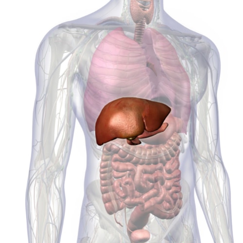 illustration of the human body depicting the liver