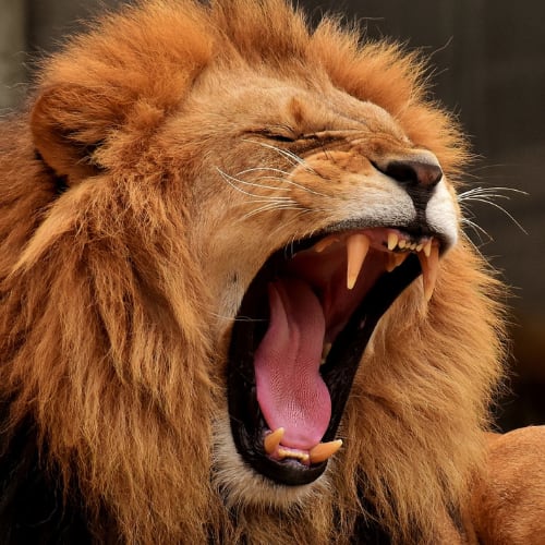 a lion roaring depicting living in a constant state of stress