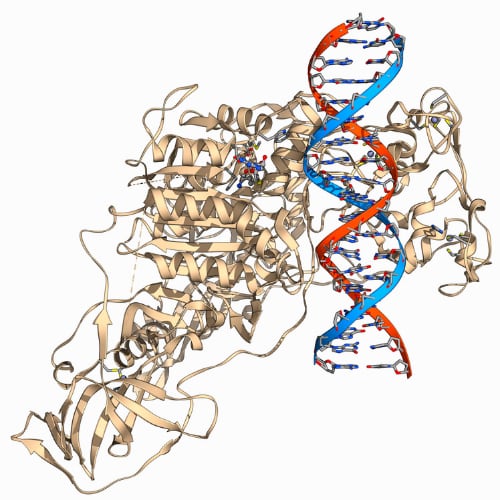 Methyltransferase complexed with DNA, molecular model