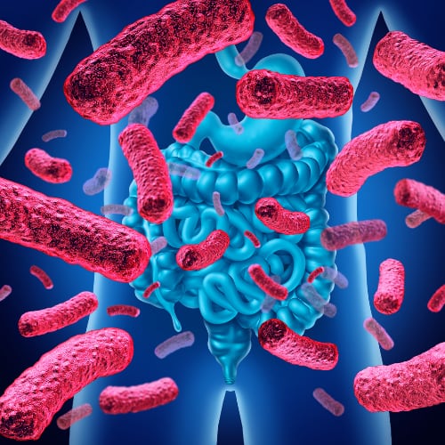 illustration of probiotic bacteria in the gut