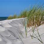 sea grass on dune over ocean