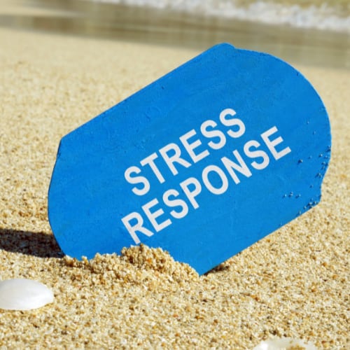 the words stress response written on a board on a beach