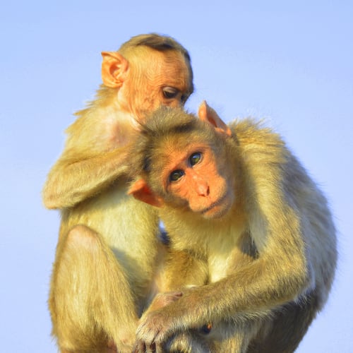 two monkeys grooming each other depicting a healthy relationship